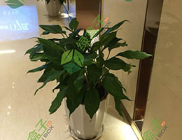 重庆某宾馆植物出租