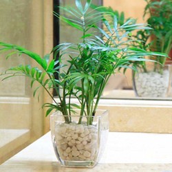 袖珍椰子树