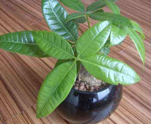 植物出租植绿色的盆栽的养殖方法