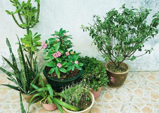 重庆植物租赁公司花卉植物栽培的四大要素