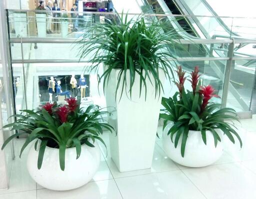 重庆绿植租赁哪家好,植物租赁行业未来前景如何