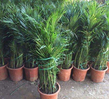 重庆植物租赁公司为您介绍富贵椰子如何进行养护