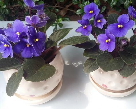 重庆植物租摆告诉紫罗兰的养花方法