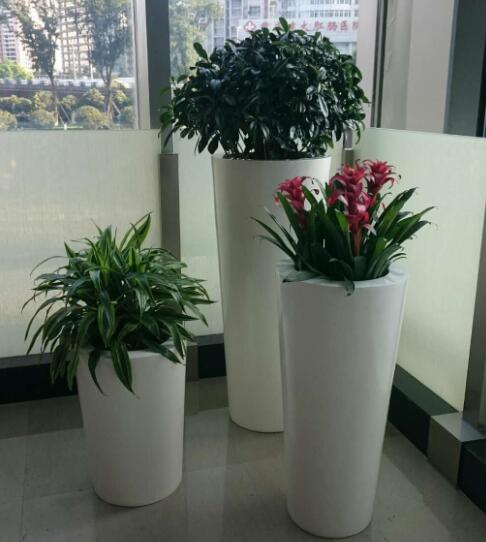 高花盆适合种什么花