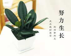 黑金刚