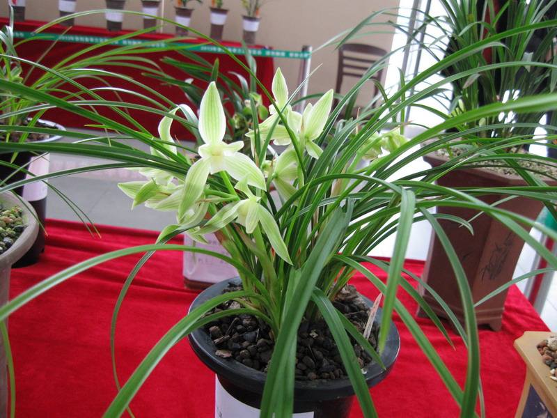 成都植物租摆 成都植物租摆