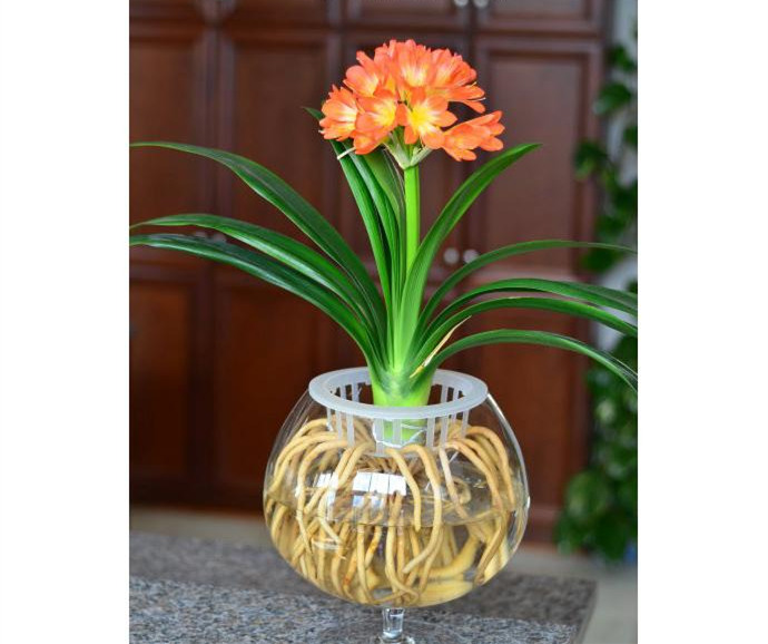 水培君子兰，植物租赁
