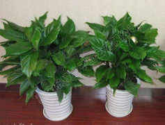 植物盆栽(zai)已然成(cheng)為工作生活的一部分-綠盒子植物租賃