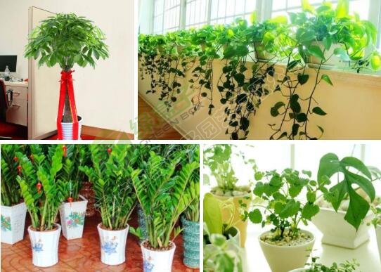 企业植物租摆