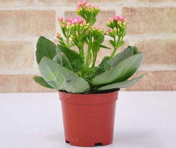 长寿花(1).jpg