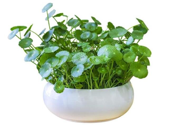 办公室植物租摆