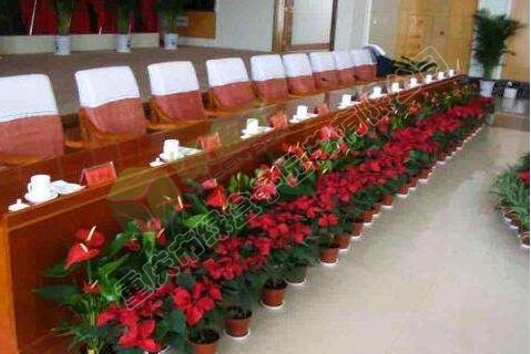 室内植物租赁.jpg
