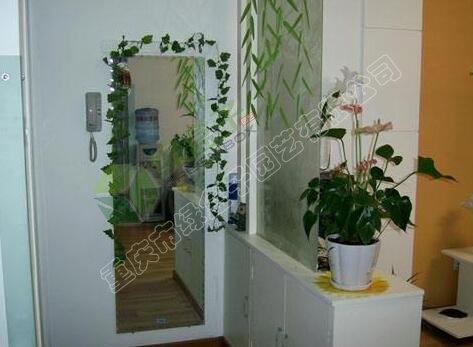 室内玄关植物