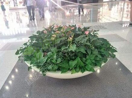 植物租赁.jpg