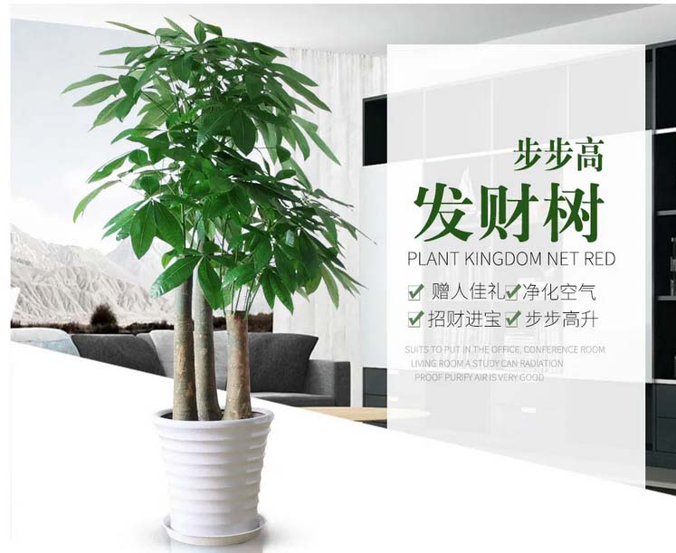 植物租赁公司哪家好?我说了不算，您看了这家心里就有数了 