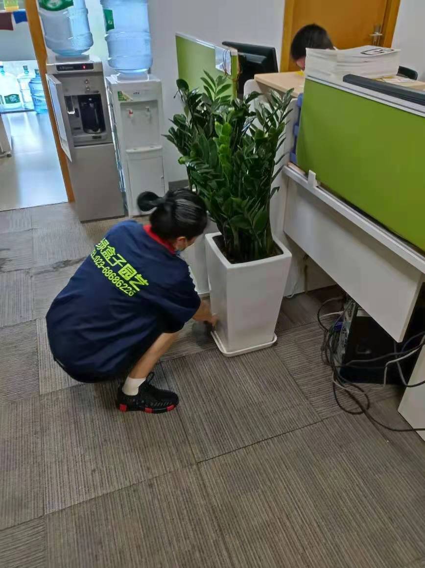 室内植物养护的注意事项—重庆植物租赁公司